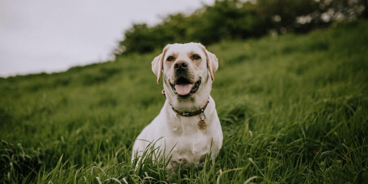 waarom blaffen honden
