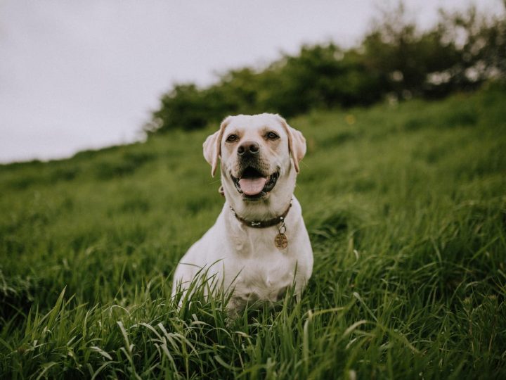 waarom blaffen honden