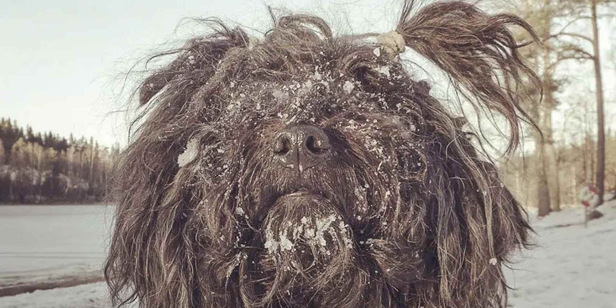 zeldzame honden