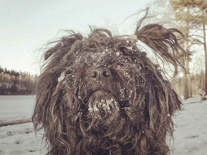 zeldzame honden