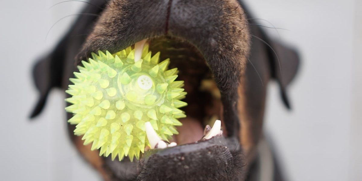 zippypaws hondenspeelgoed