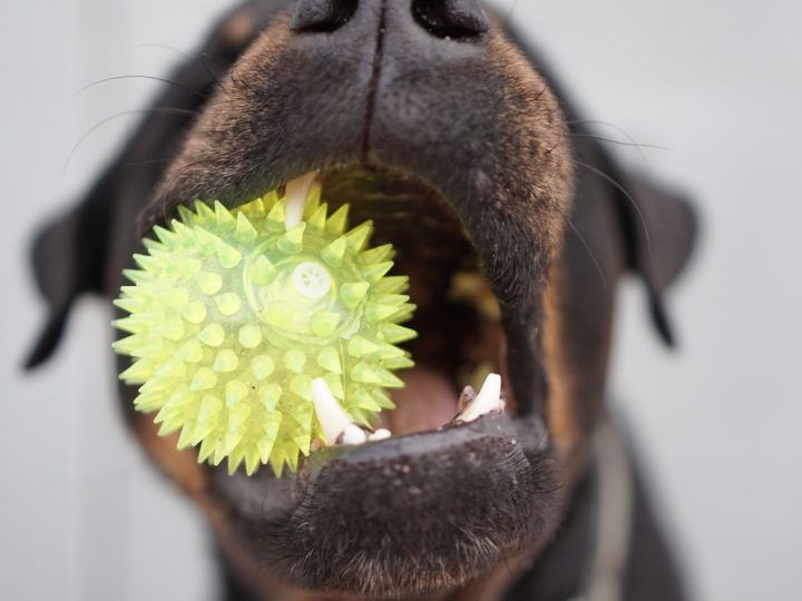 zippypaws hondenspeelgoed