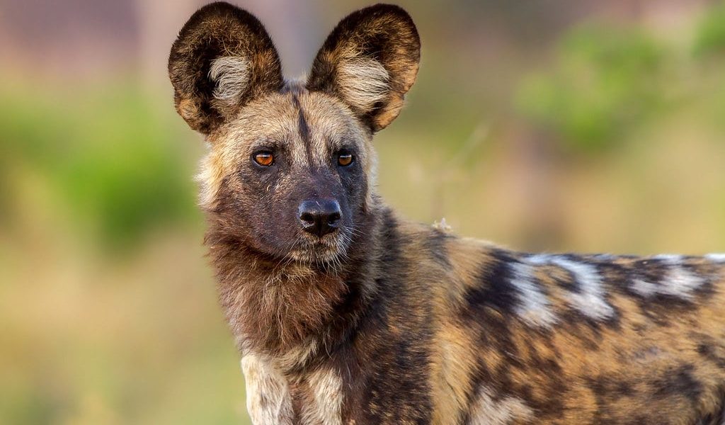 Afrikaanse Wilde Hond