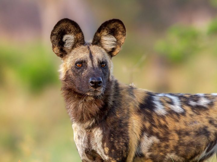 Afrikaanse Wilde Hond