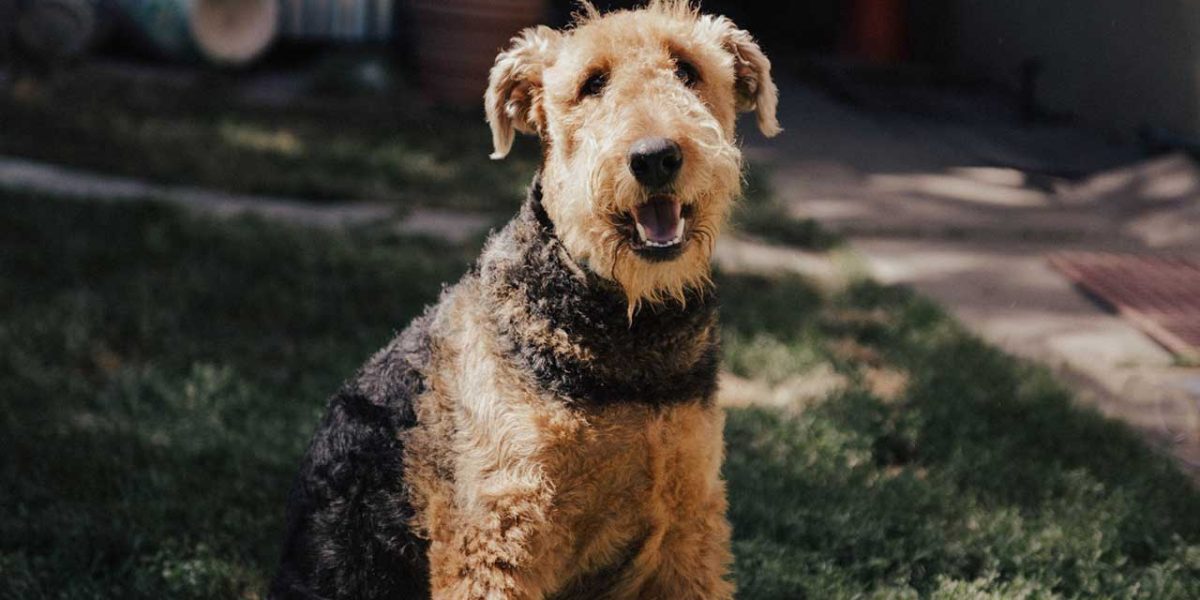Airedale terrier