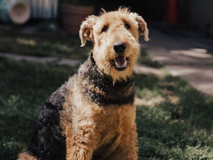 Airedale terrier