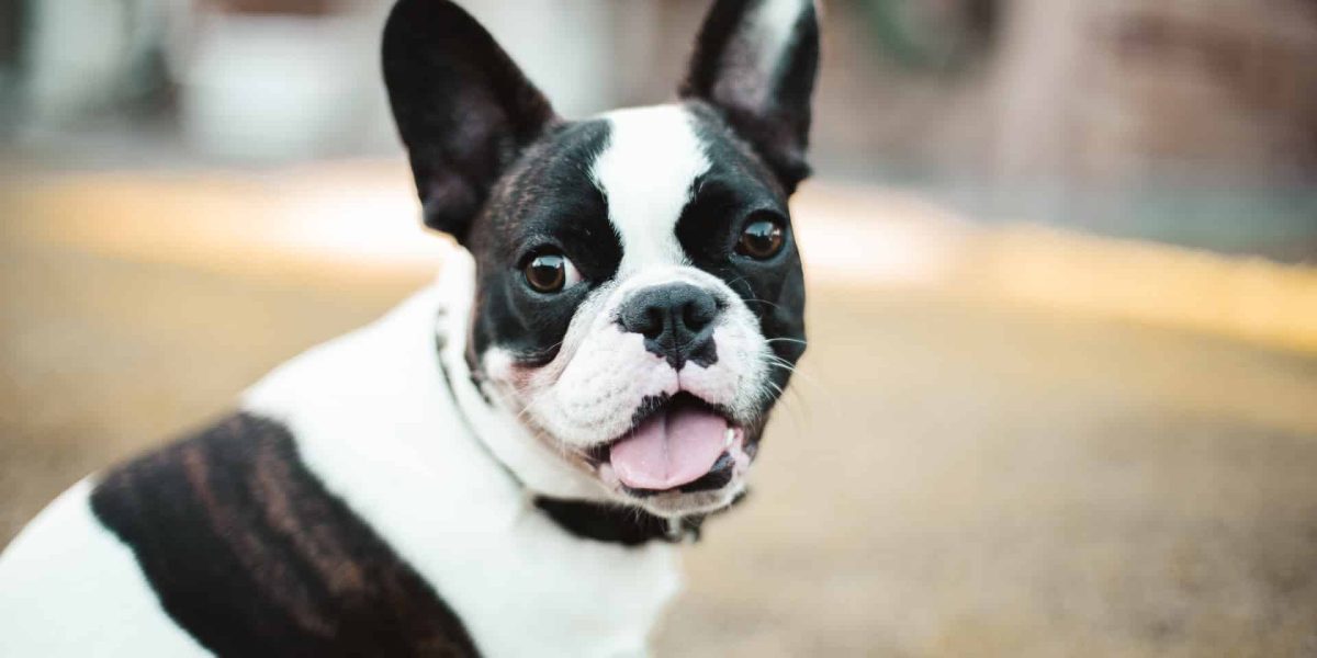 Alapaha Blue Blood Bulldog