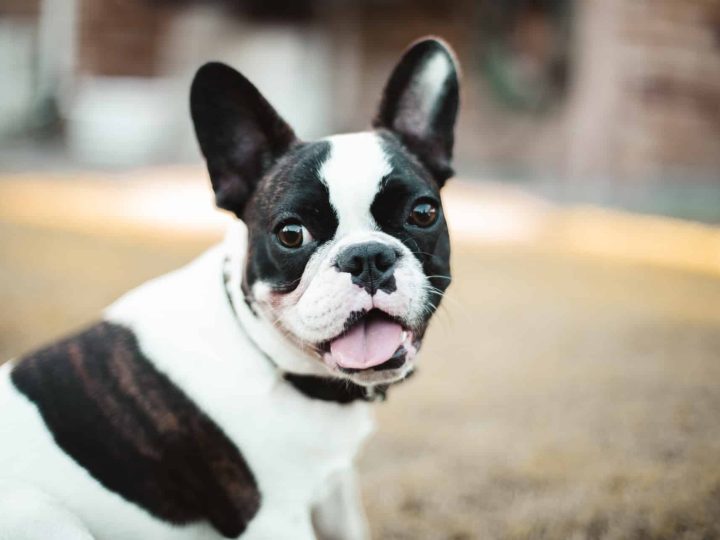 Alapaha Blue Blood Bulldog