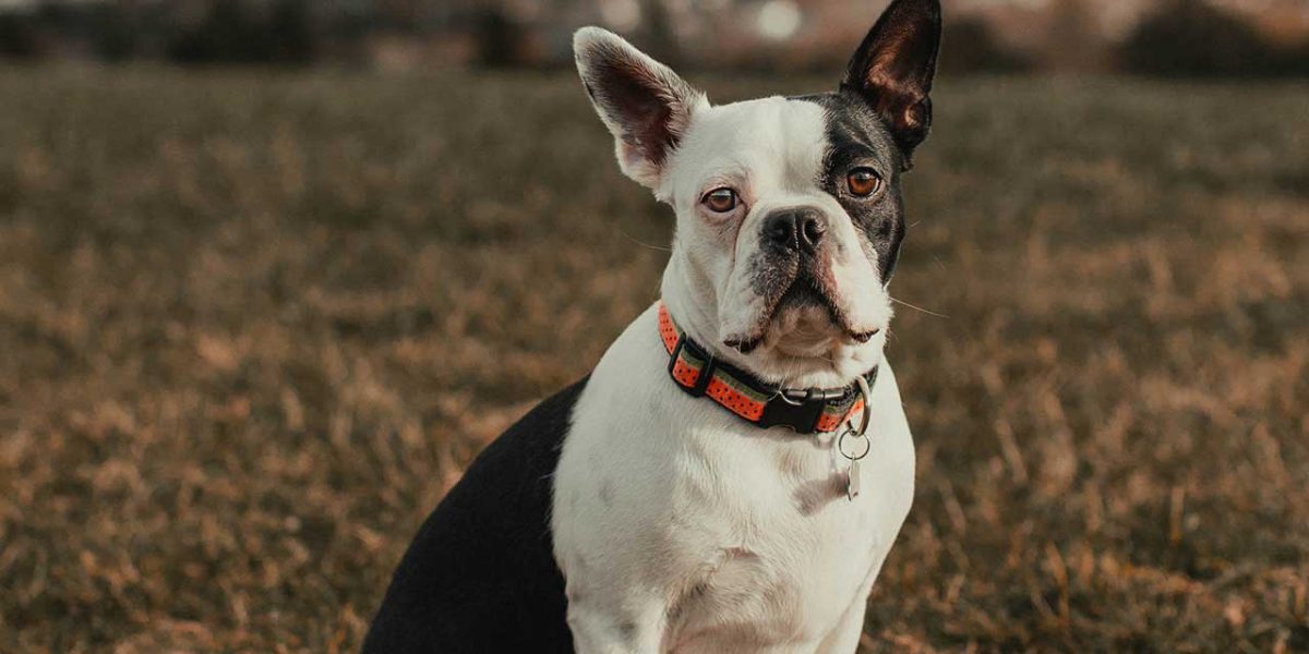 Australian Bulldog