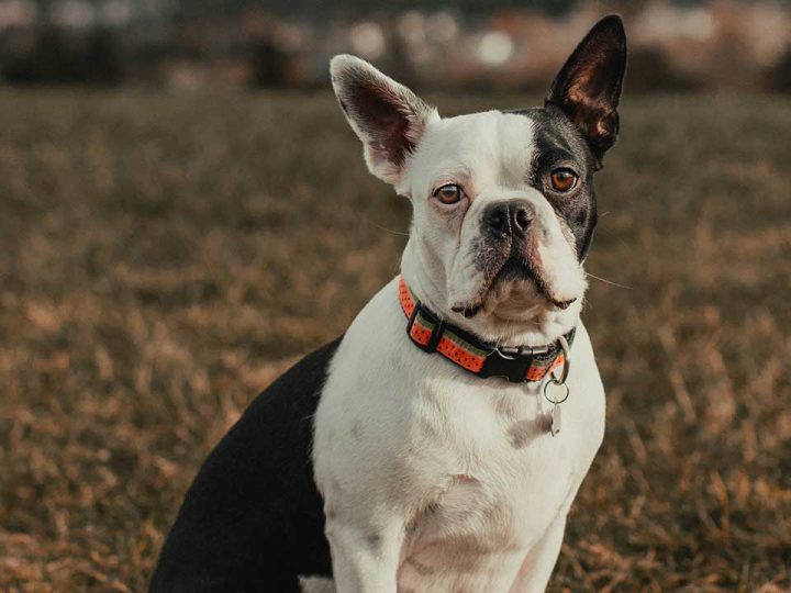 Australian Bulldog