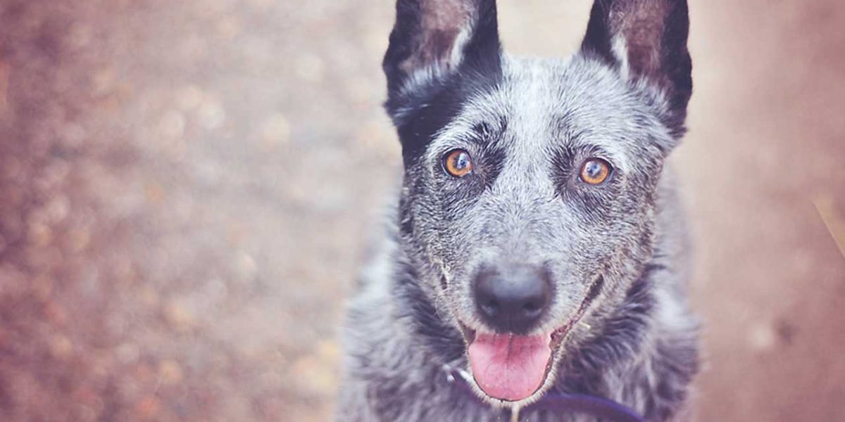 Australian Stumpy Tail Cattle Dog