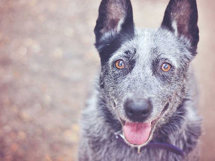 Australian Stumpy Tail Cattle Dog