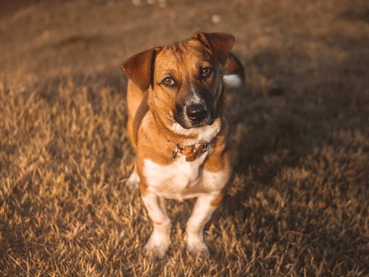 Basset Artesien Normand