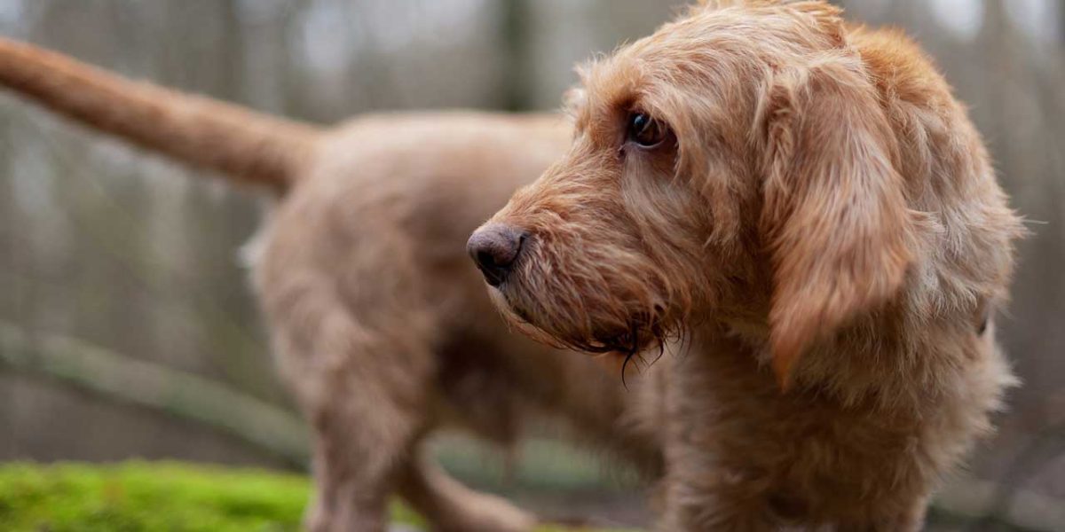 Basset Fauve de Bretagne