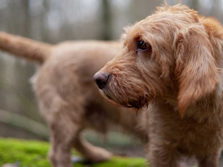 Basset Fauve de Bretagne
