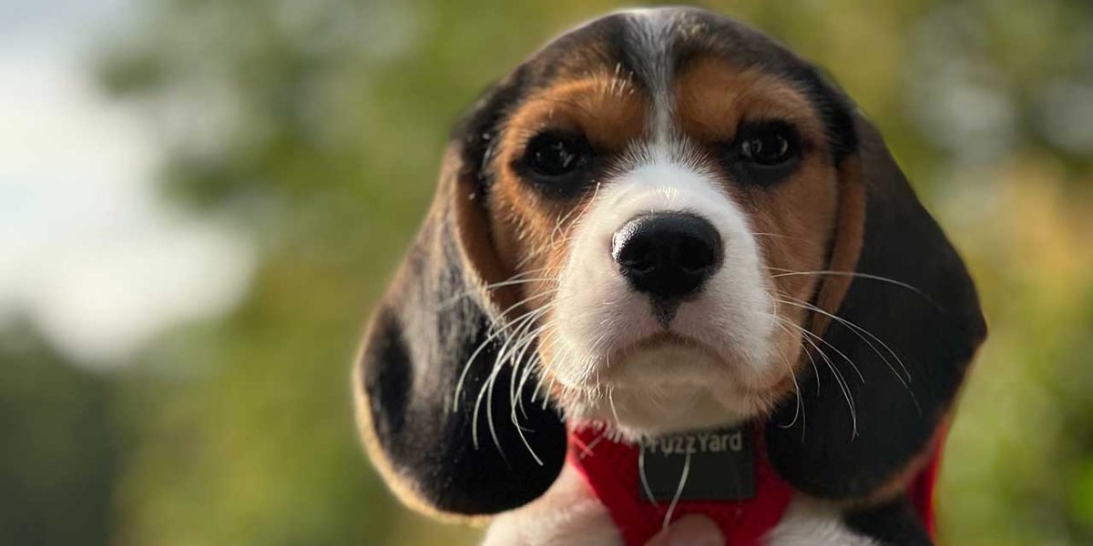 Beaglier