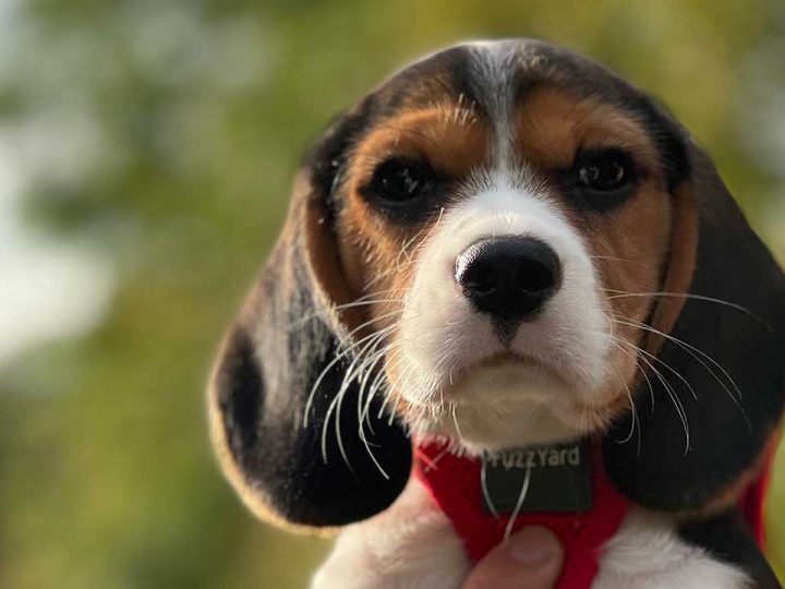 Beaglier