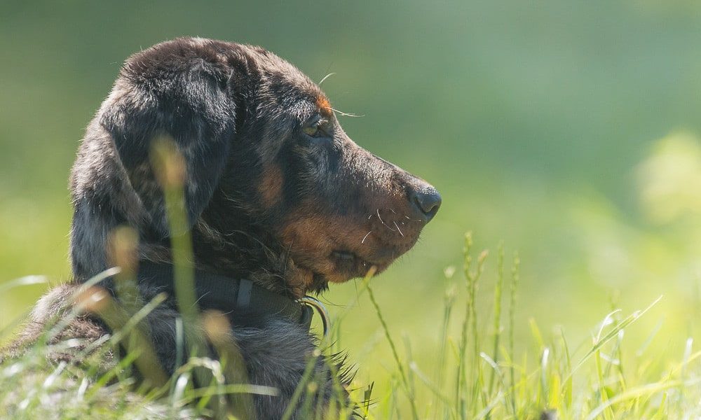 Beauceron