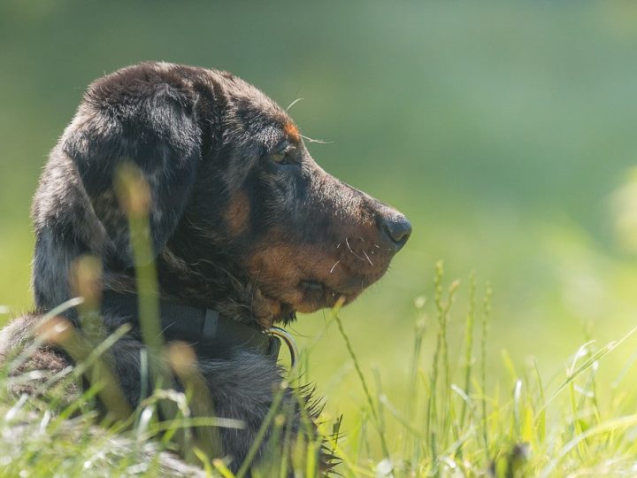 Beauceron