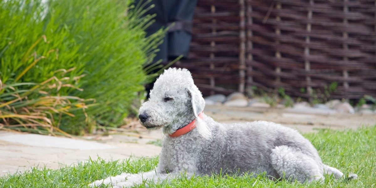 Bedlington Terrier