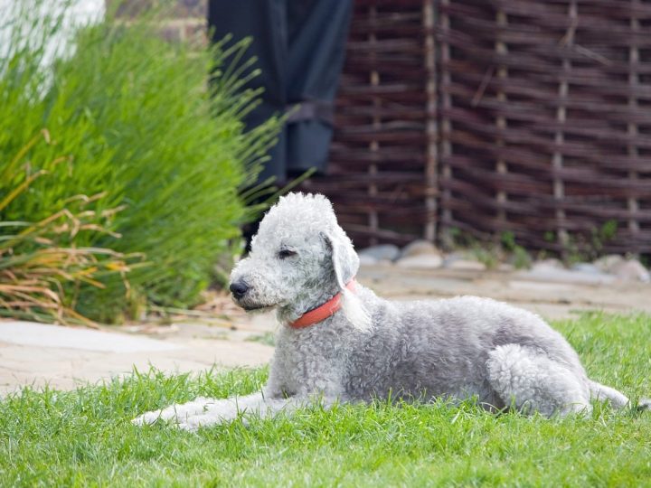 Bedlington Terrier