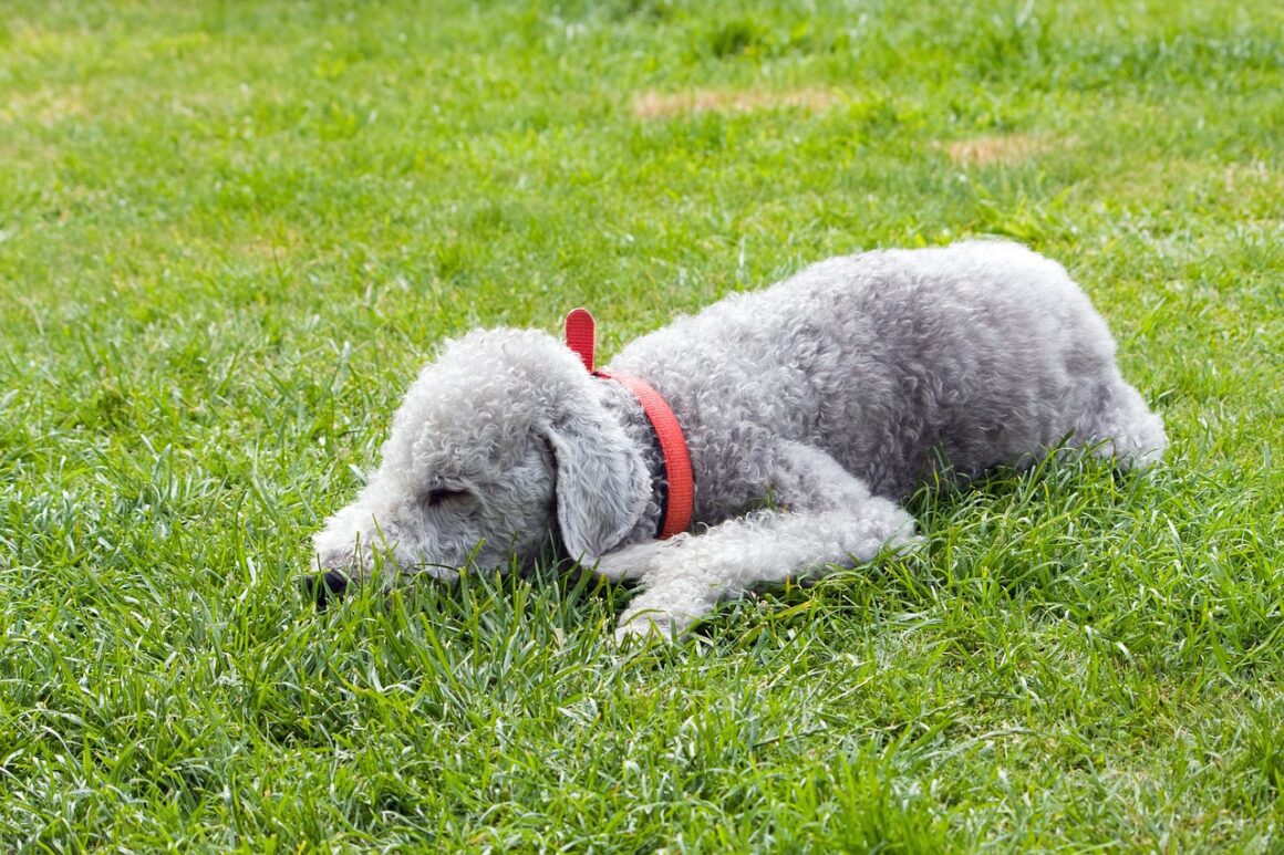 Bedlington Terrier hond