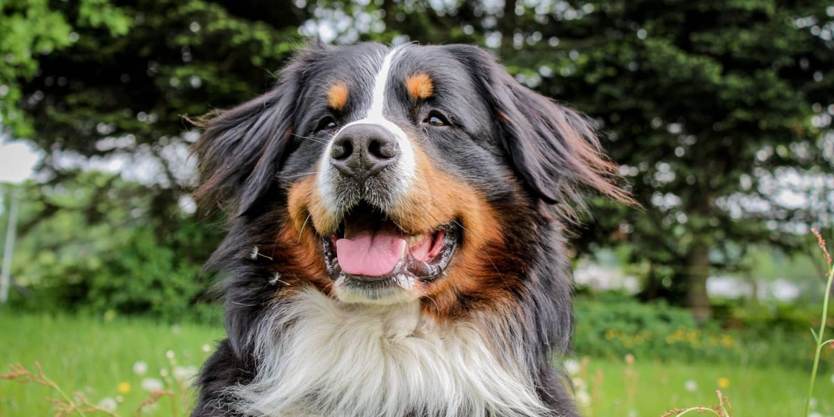 Berner Sennenhond