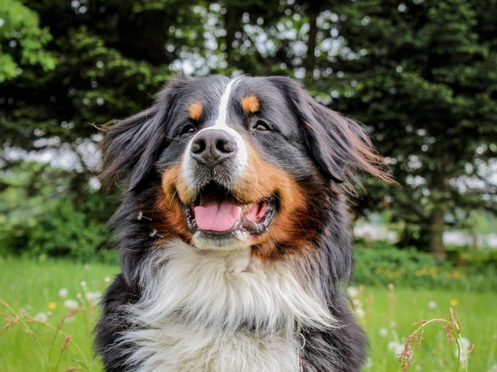 Berner Sennenhond