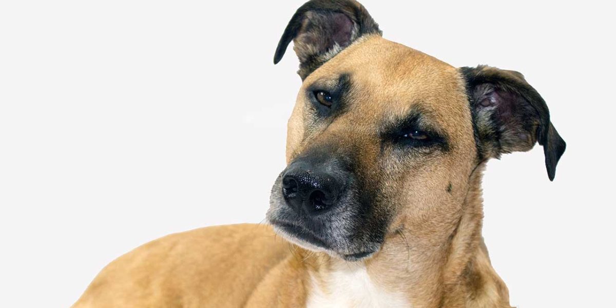Black Mouth Cur