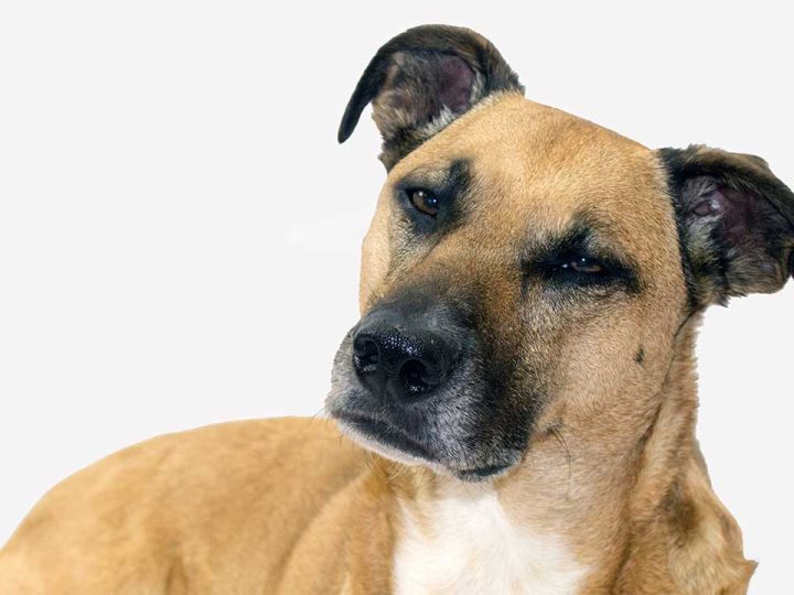 Black Mouth Cur