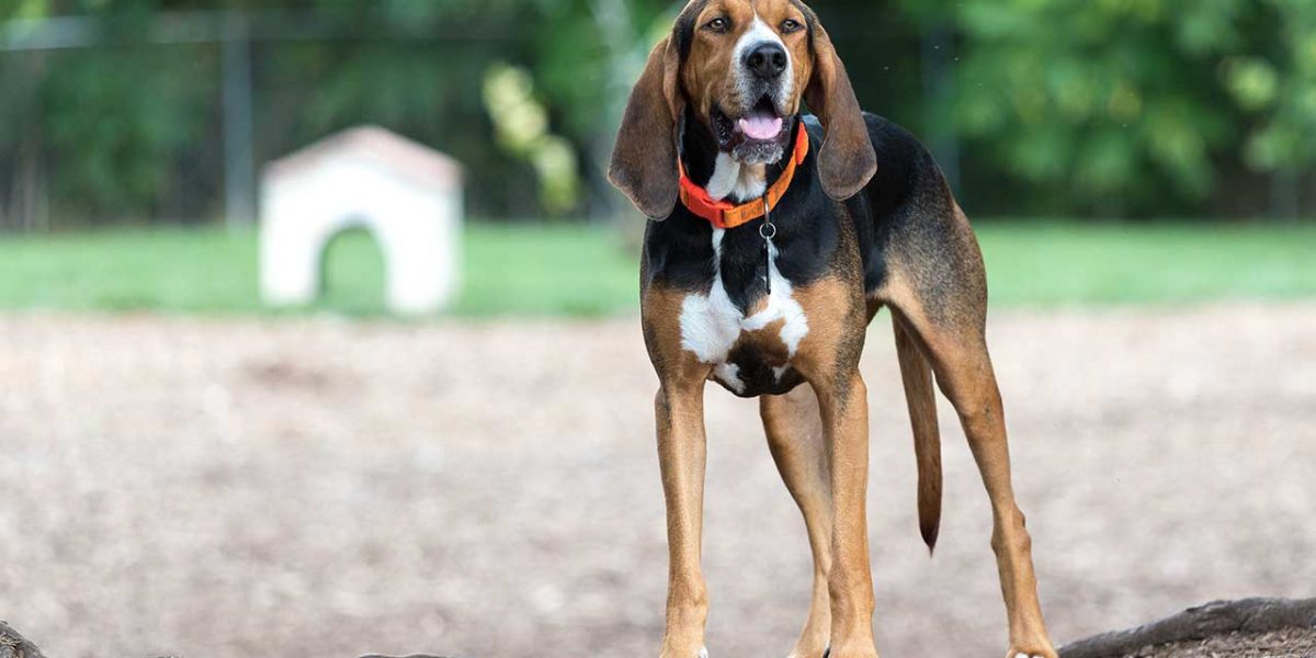 Black and Tan Coonhound