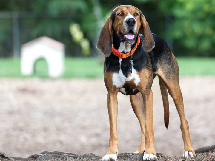 Black and Tan Coonhound