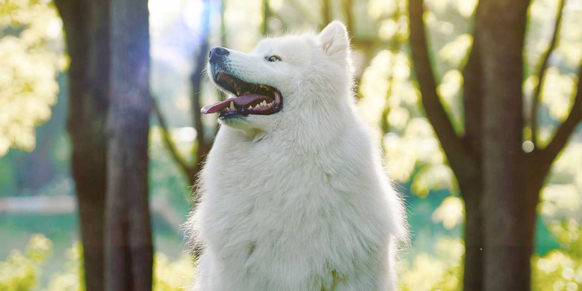 Canadese Eskimohond hondenras