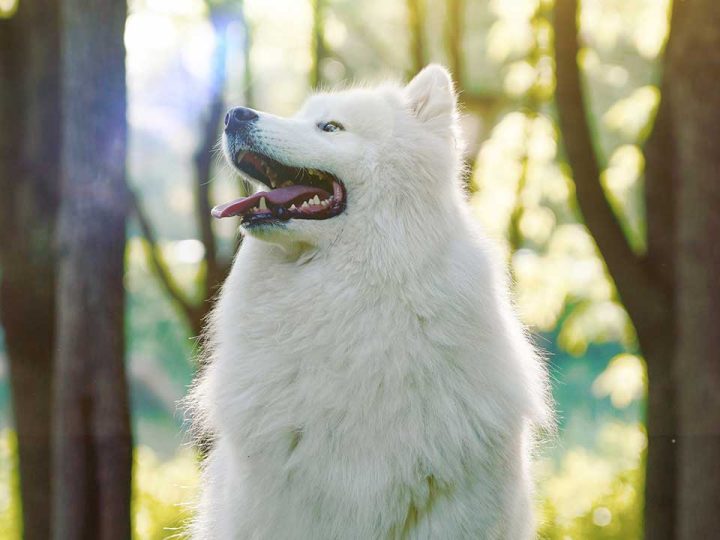 Canadese Eskimohond hondenras