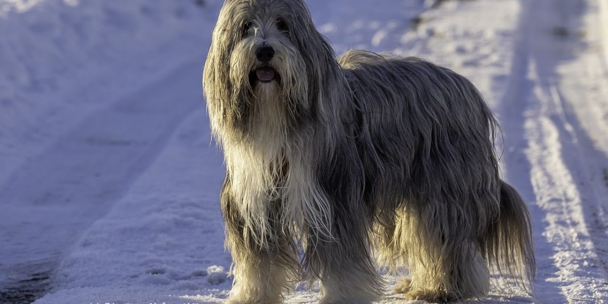 Cão da Serra de Aires