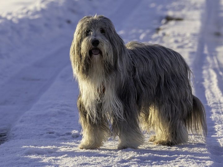 Cão da Serra de Aires