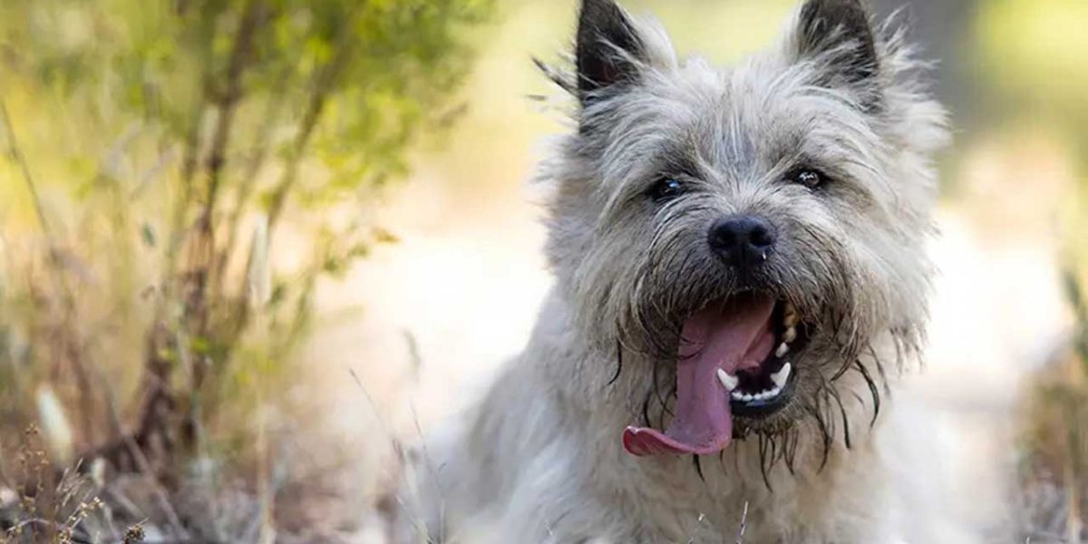 Carin Terrier
