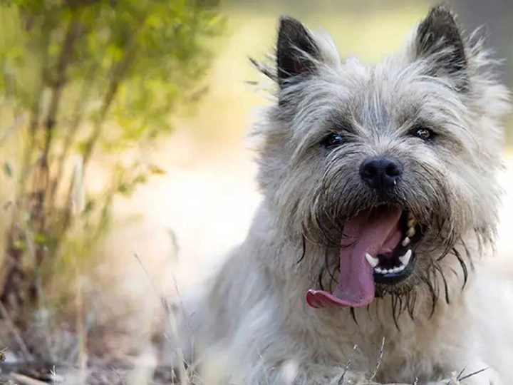 Carin Terrier