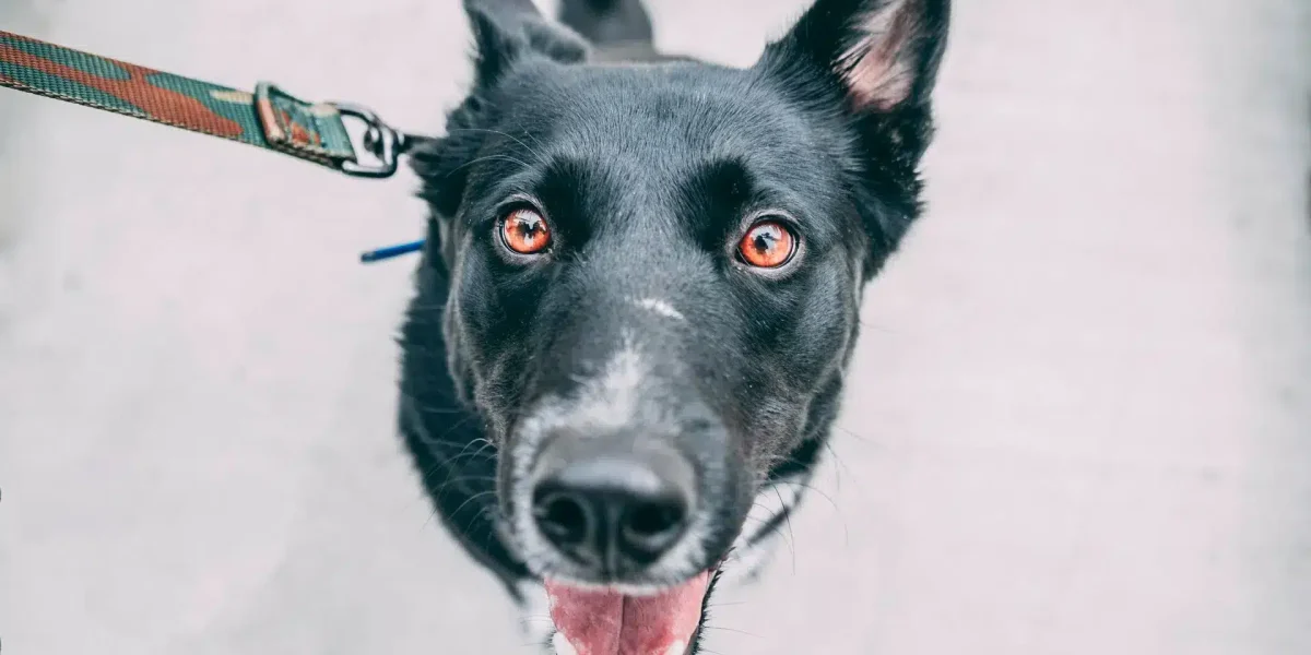 Carolina Dog