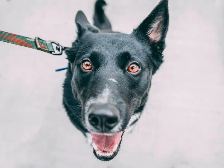 Carolina Dog