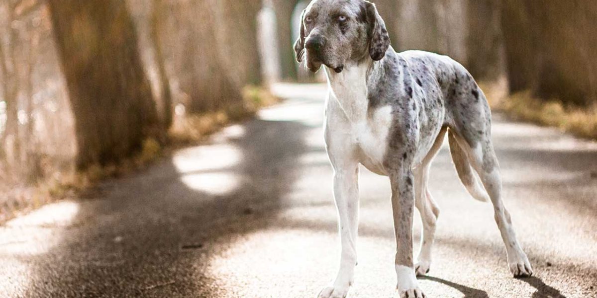 Catahoula Leopard Dog