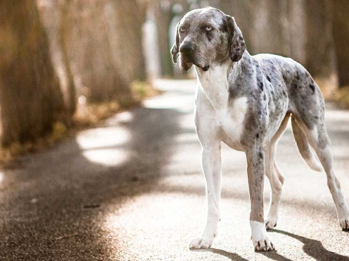Catahoula Leopard Dog