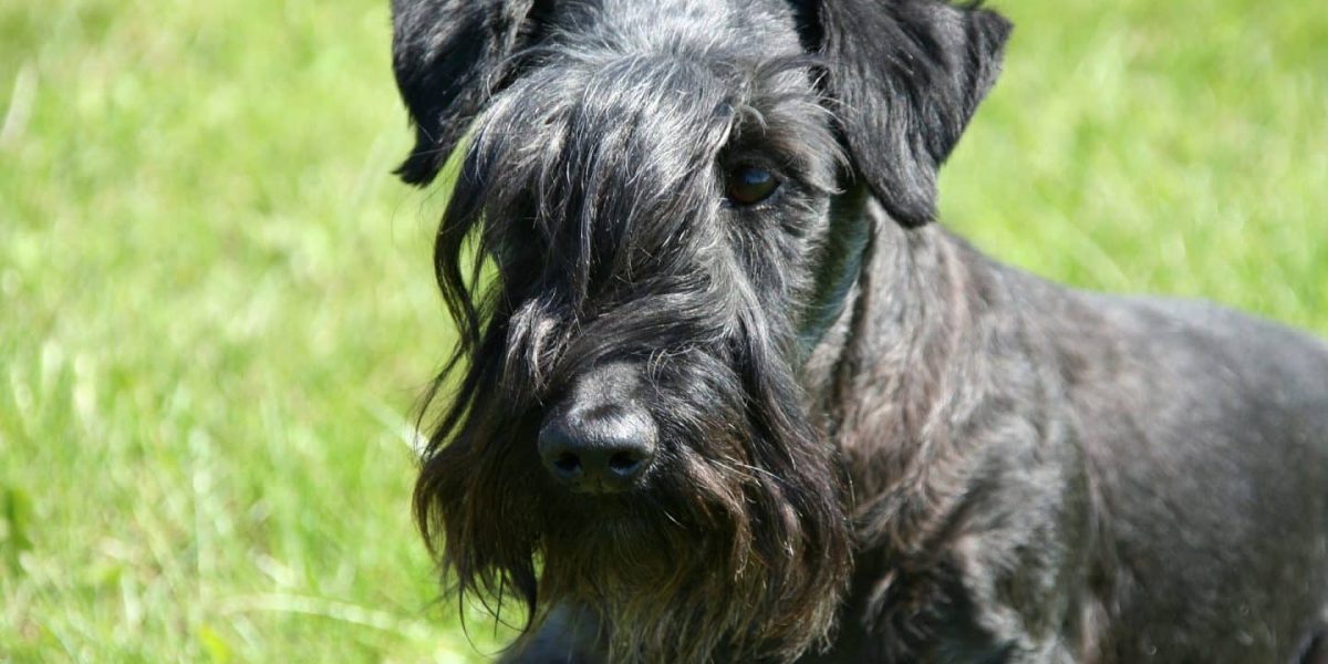 Cesky Terrier