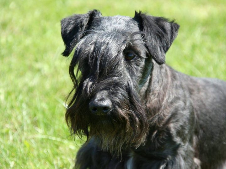 Cesky Terrier