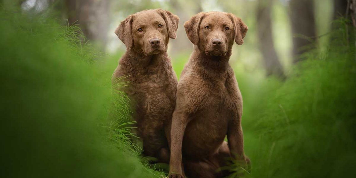 Chesapeake Bay Retriever
