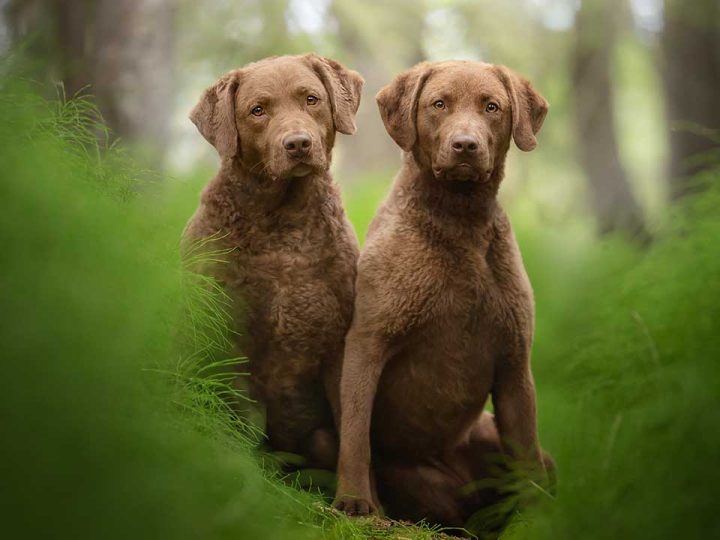 Chesapeake Bay Retriever