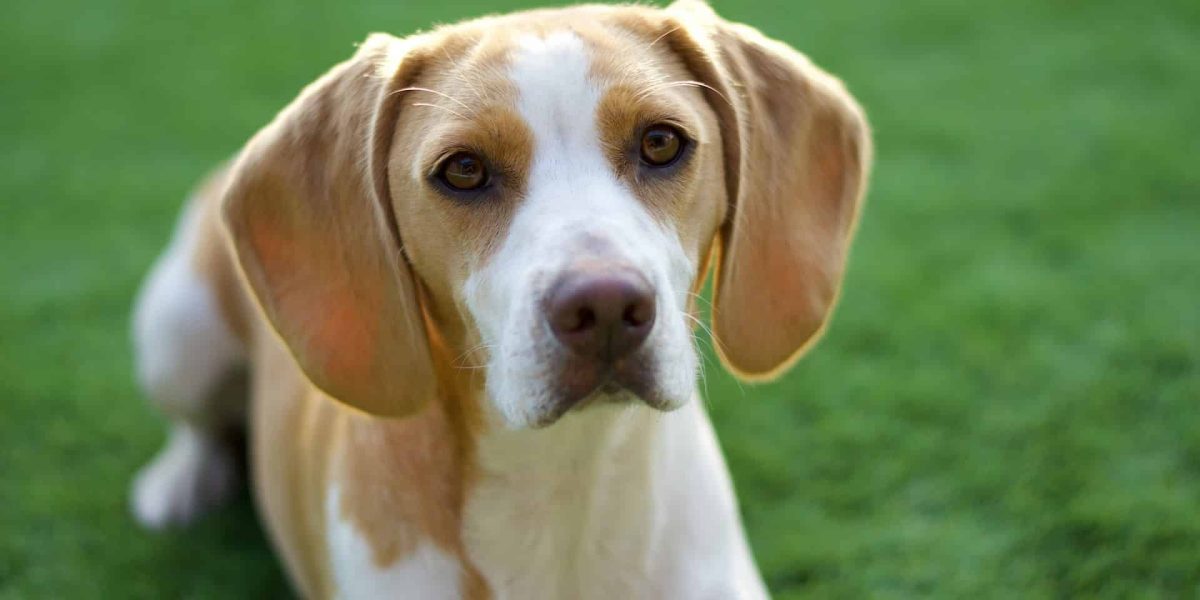 Chien d’Artois