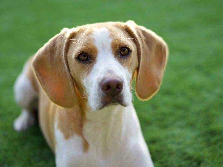 Chien d’Artois