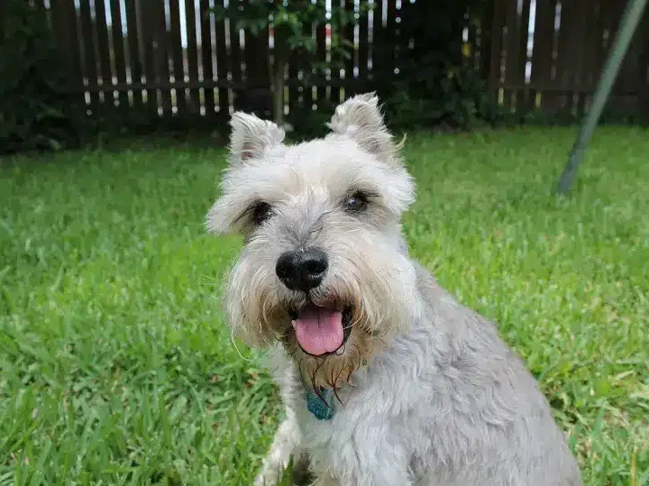 Chonzer