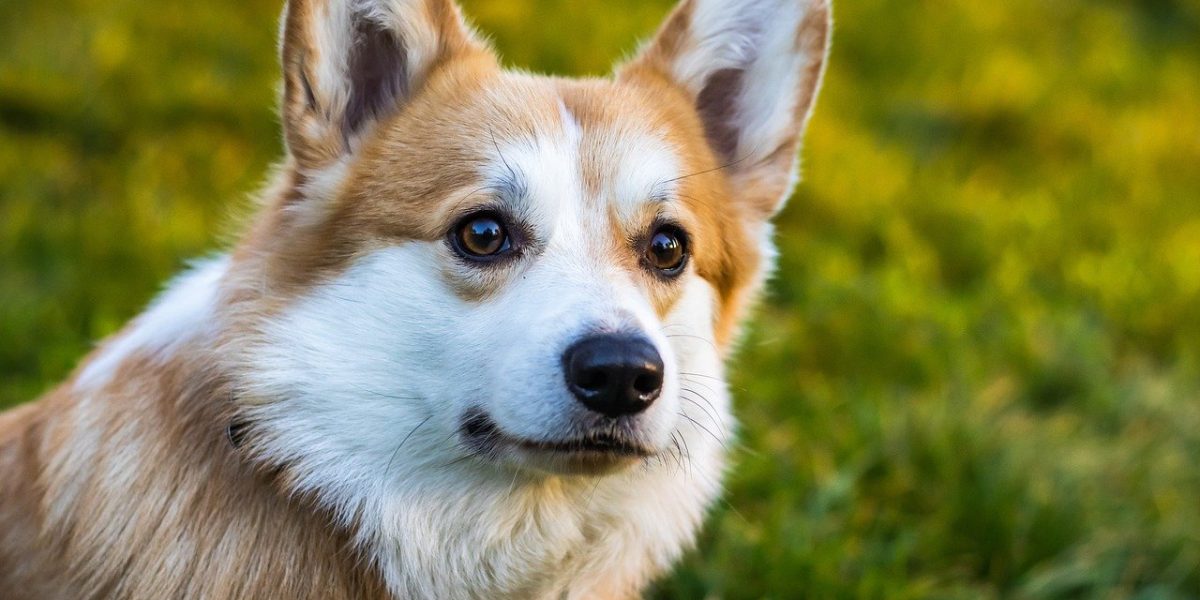 Corgipoo